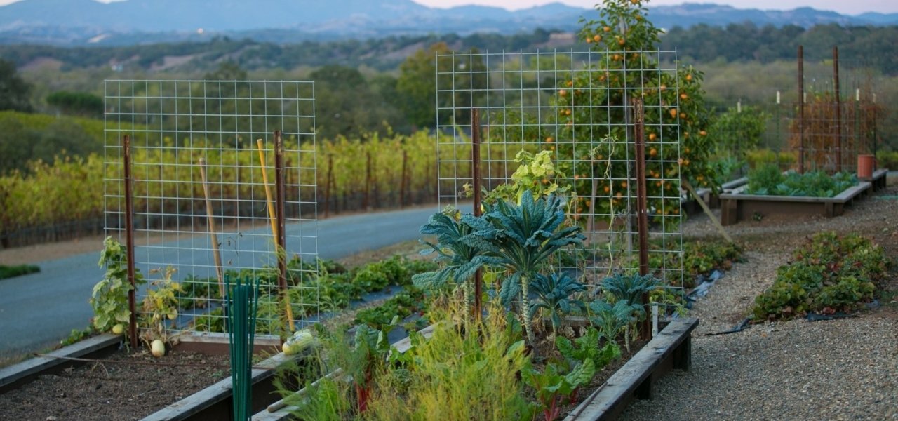 A chef's garden - a true definition to farm to table dining in Sonoma Valley